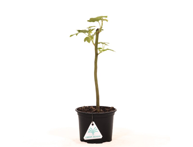 Liquidambar styraciflua - 30 cm