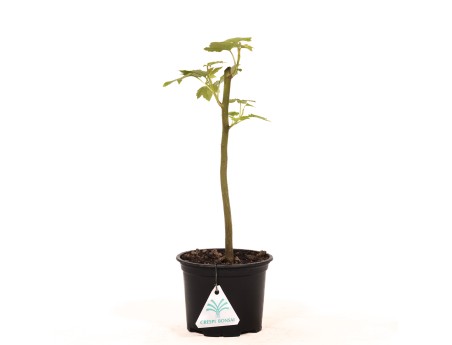 Liquidambar styraciflua - 30 cm