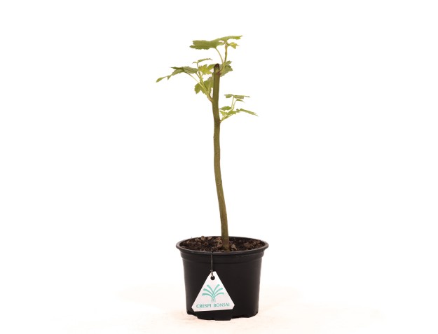 Liquidambar styraciflua - 30 cm 2