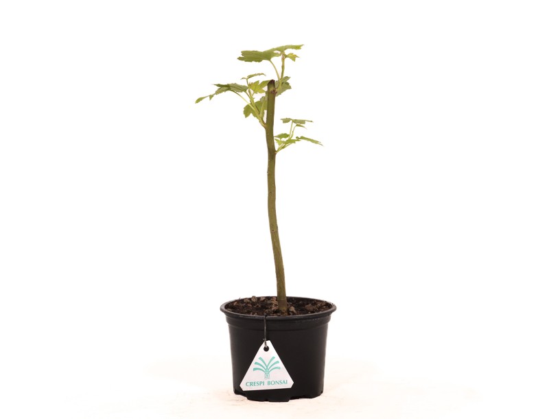Liquidambar styraciflua - 30 cm