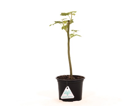 Liquidambar styraciflua - 30 cm