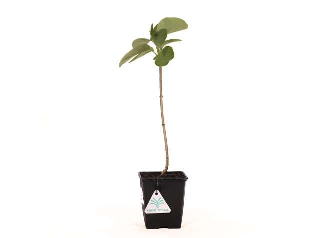 Syringa vulgaris prince wolkonsky - 35 cm