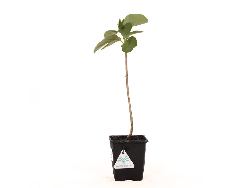 Syringa vulgaris prince wolkonsky - 35 cm