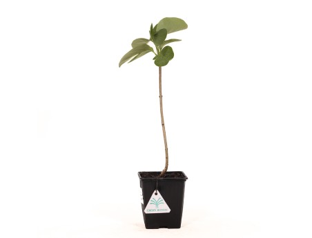 Syringa vulgaris prince wolkonsky - 35 cm