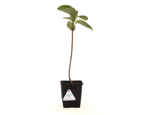 Syringa vulgaris prince wolkonsky - 35 cm 2