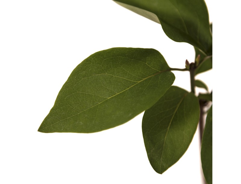 Syringa vulgaris prince wolkonsky - 35 cm