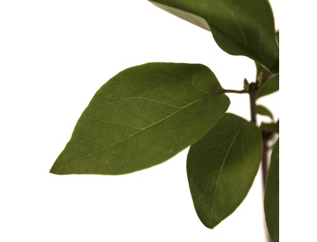 Syringa vulgaris prince wolkonsky - 35 cm