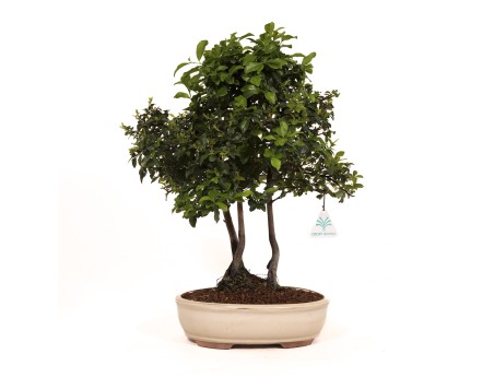 Diospyros kaki - Oriental persimmon - 41 cm