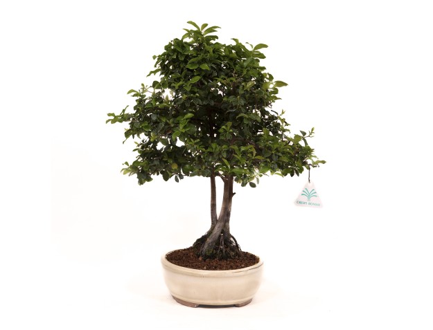 Diospyros kaki - Figuier caque - 41 cm 2