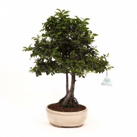 Diospyros kaki - Figuier caque - 41 cm