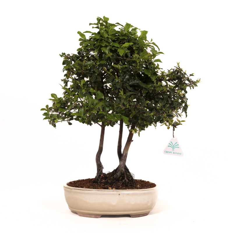 Diospyros kaki - Oriental persimmon - 41 cm