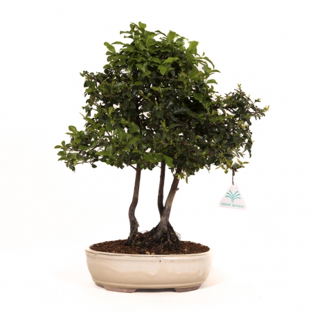 Diospyros kaki - Oriental persimmon - 41 cm