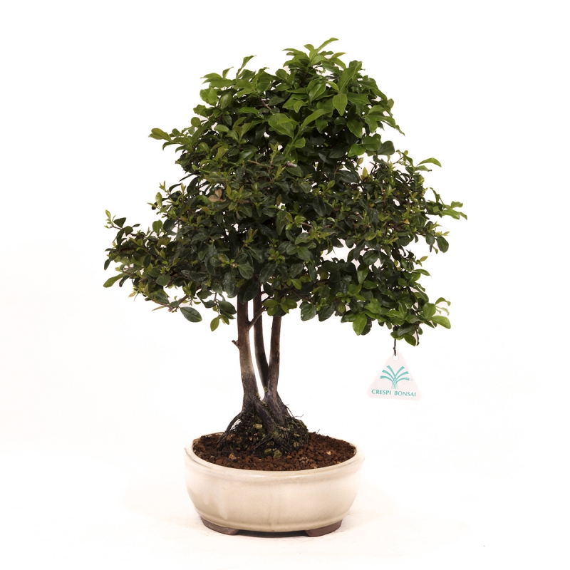 Diospyros kaki - Khaki - 41 cm