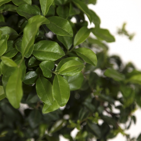 Diospyros kaki - Khaki - 41 cm