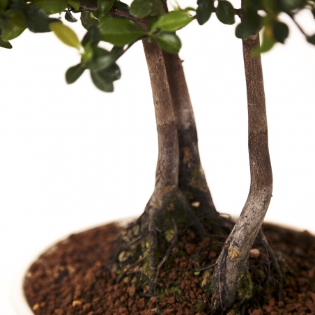 Diospyros kaki - Oriental persimmon - 41 cm
