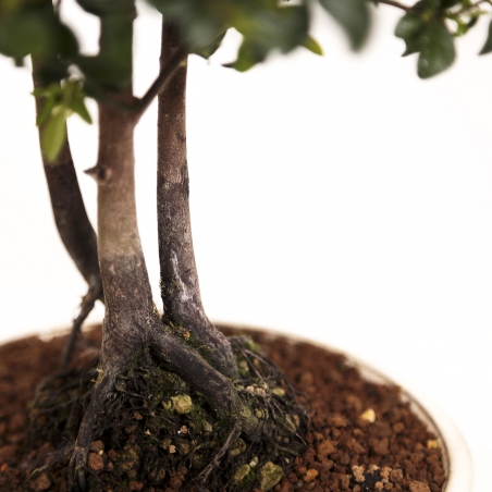 Diospyros kaki - Khaki - 41 cm
