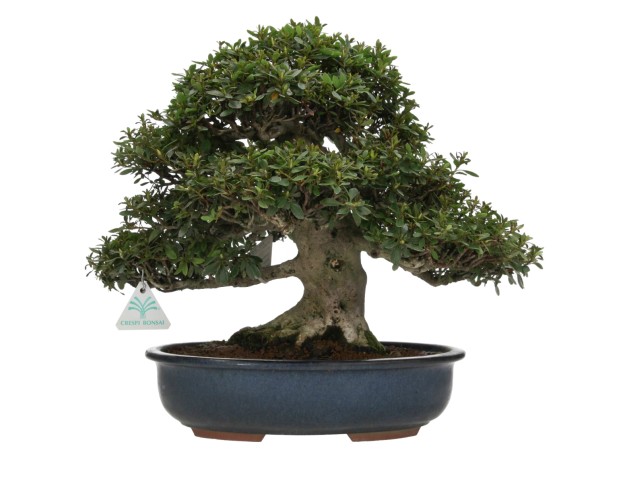 Rhododendron laterinum - Azalea - 40 cm 2