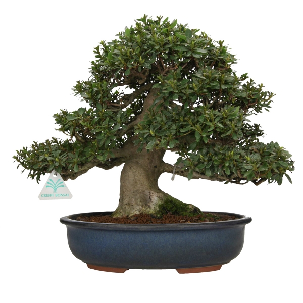 Rhododendron laterinum - Azalea - 40 cm