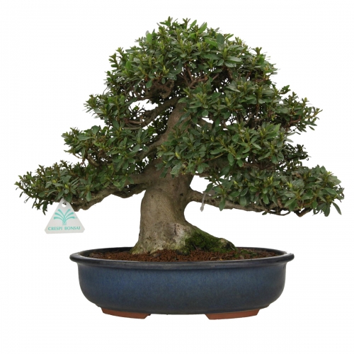 Rhododendron laterinum - Azalée - 40 cm