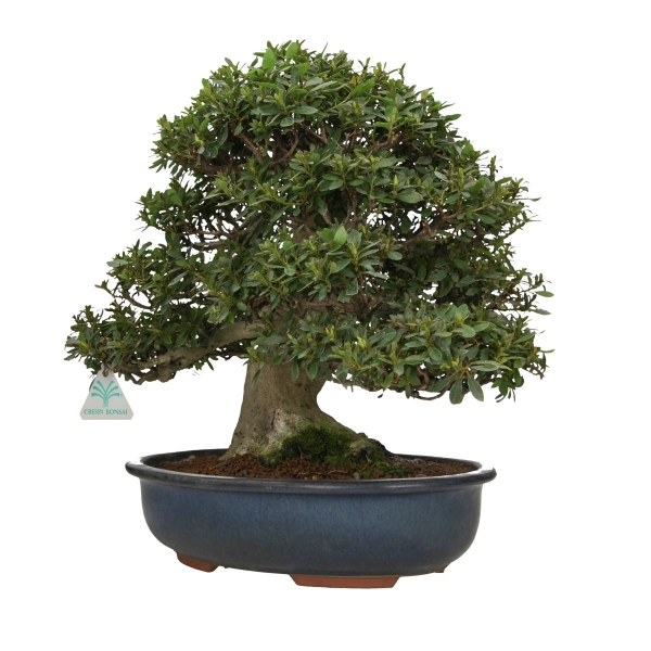 Rhododendron laterinum - Azalea - 40 cm