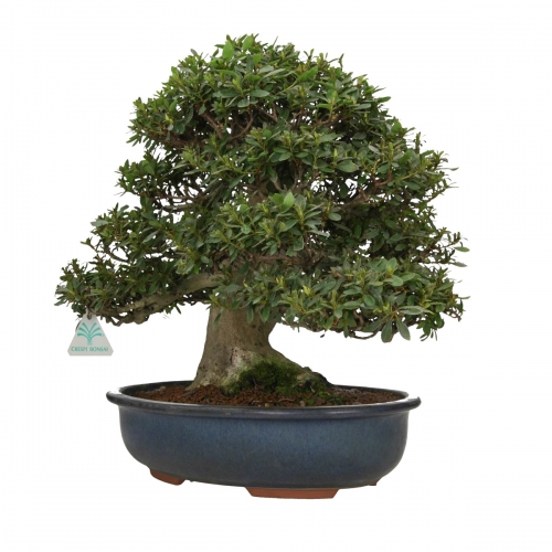 Rhododendron laterinum - Azalée - 40 cm