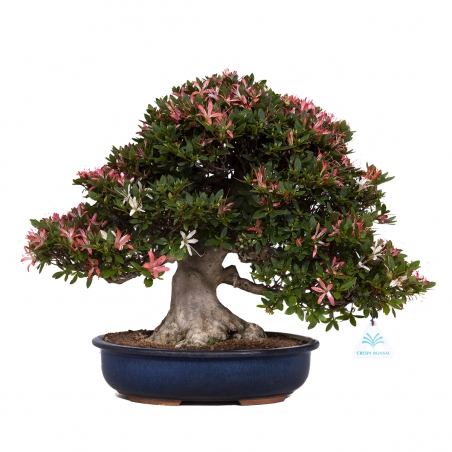 Rhododendron laterinum - Azalea - 40 cm