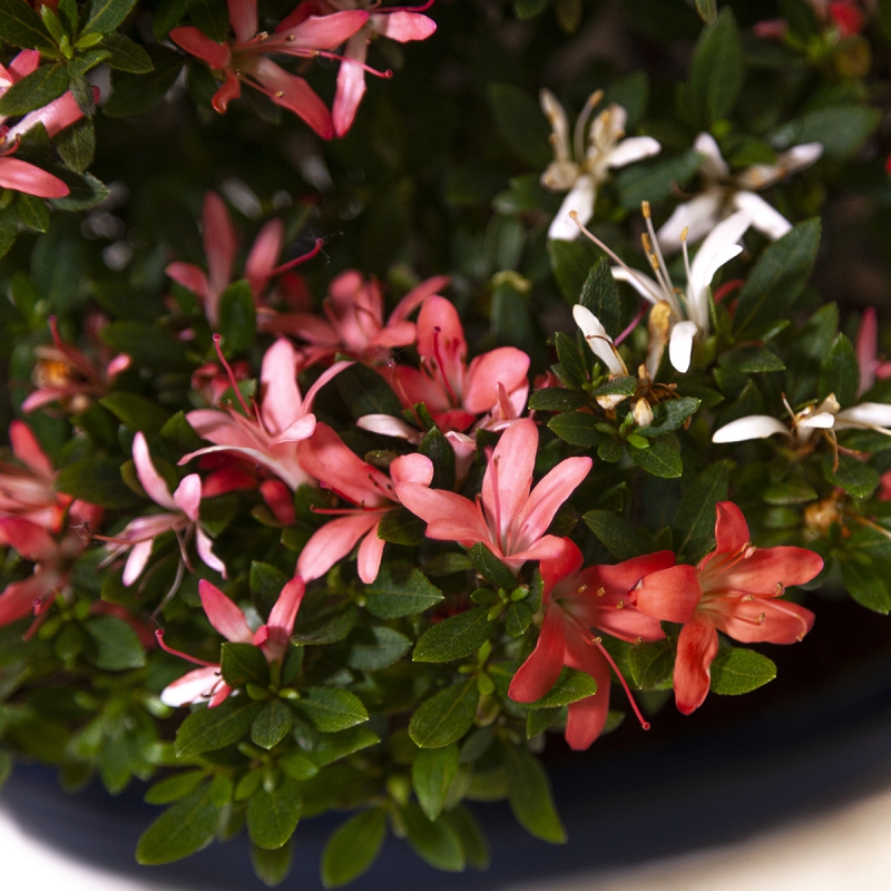 Rhododendron laterinum - Azalea - 40 cm