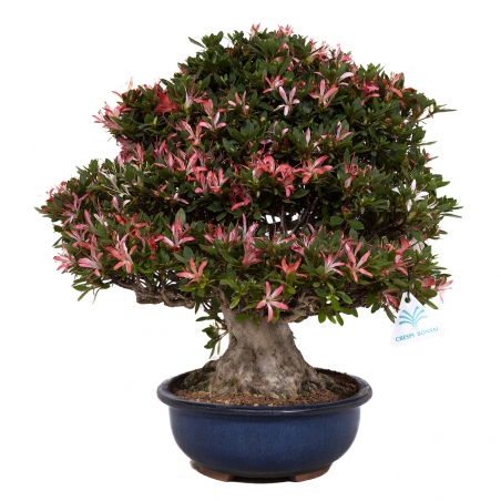 Rhododendron laterinum - Azalée - 40 cm