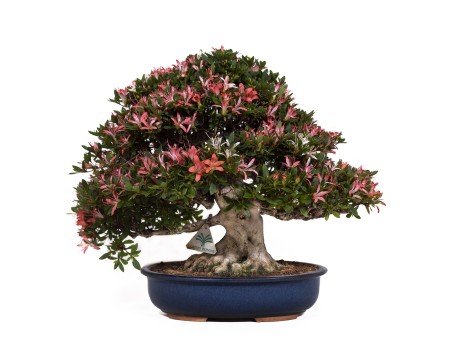 Rhododendron laterinum - Azalea - 40 cm