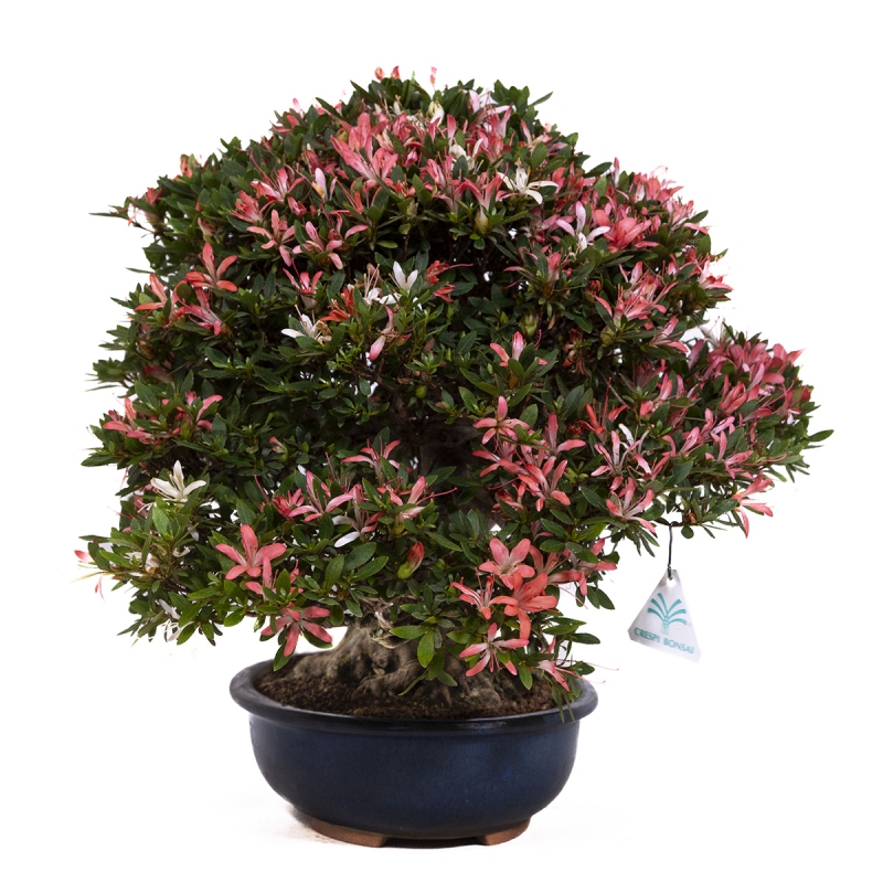 Rhododendron laterinum - Azalea - 40 cm
