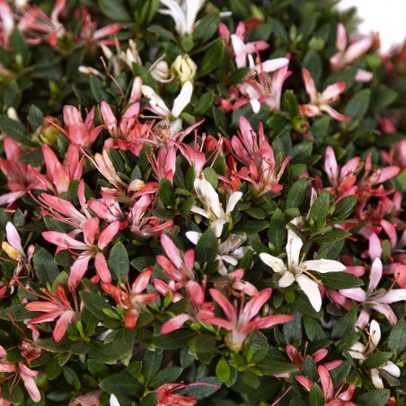 Rhododendron laterinum - Azalée - 40 cm