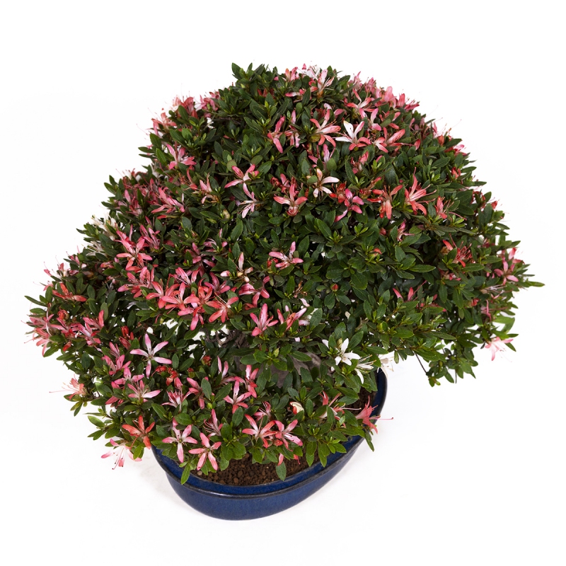 Rhododendron laterinum - Azalea - 40 cm