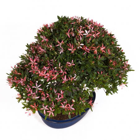 Rhododendron laterinum - Azalea - 40 cm