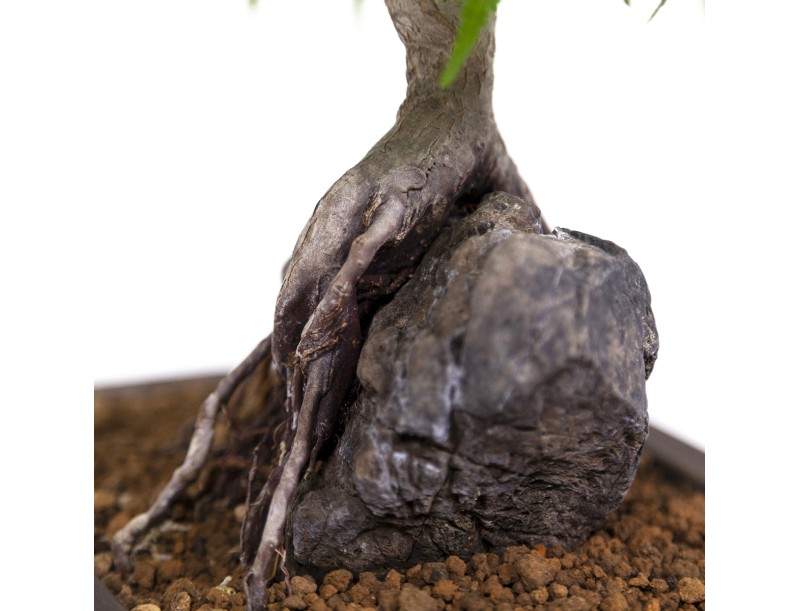 Acer palmatum - Arce - 40 cm