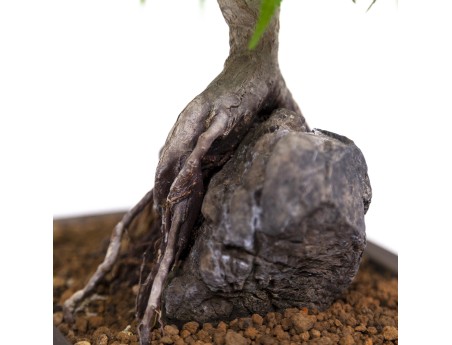 Acer palmatum - Arce - 40 cm