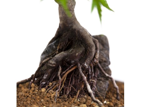Acer palmatum - Érable - 40 cm