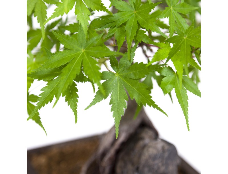 Acer palmatum - Maple - 40 cm