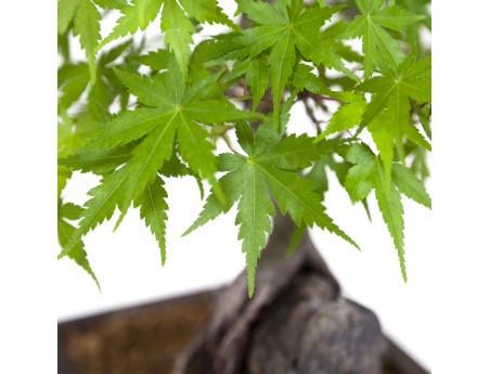 Acer palmatum - Arce - 40 cm