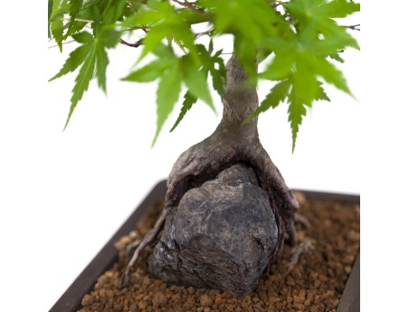 Acer palmatum - Érable - 40 cm