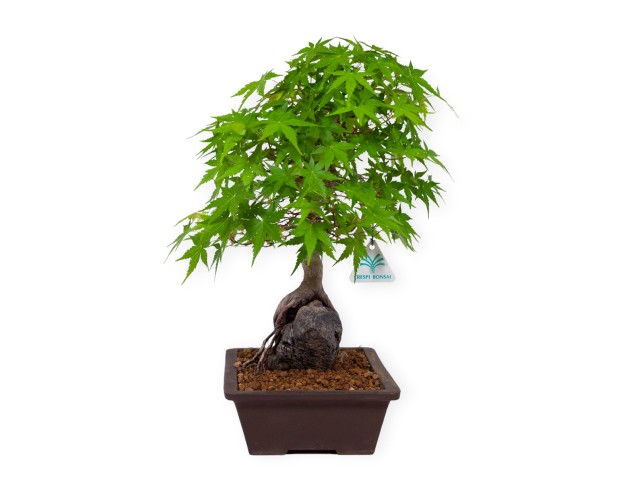 Acer palmatum - Arce - 40 cm 2