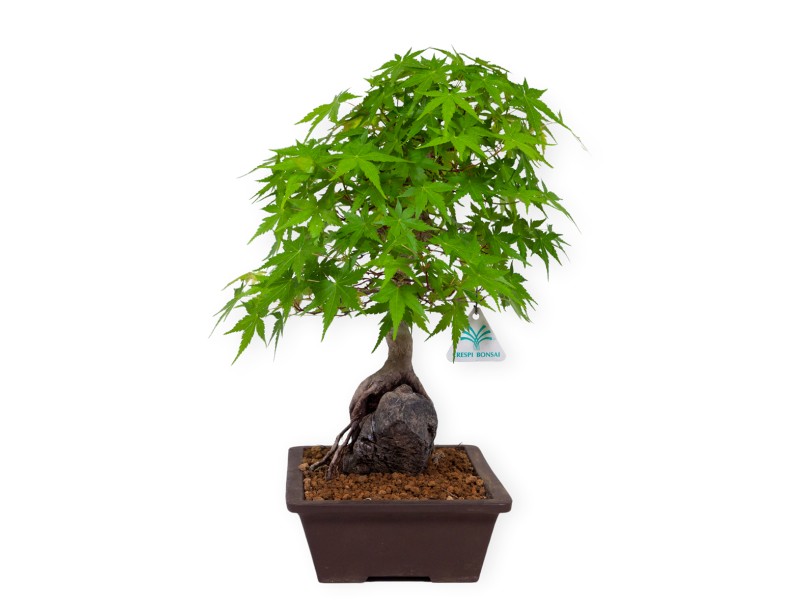 Acer palmatum - Maple - 40 cm