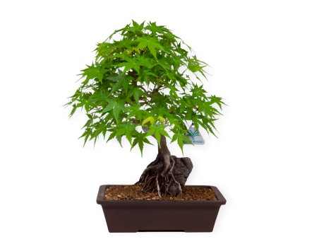 Acer palmatum - Érable - 40 cm