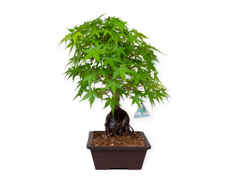 Acer palmatum - Ahorn - 40 cm