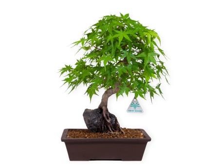 Acer palmatum - Érable - 40 cm