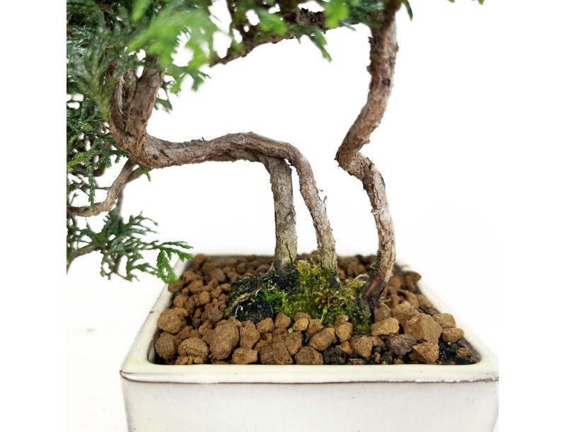 Chamaecyparis obtusa - Falso cipresso - 23 cm
