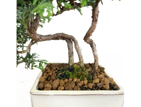 Chamaecyparis obtusa - False cypress - 23 cm