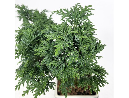 Chamaecyparis obtusa - Falso cipresso - 23 cm