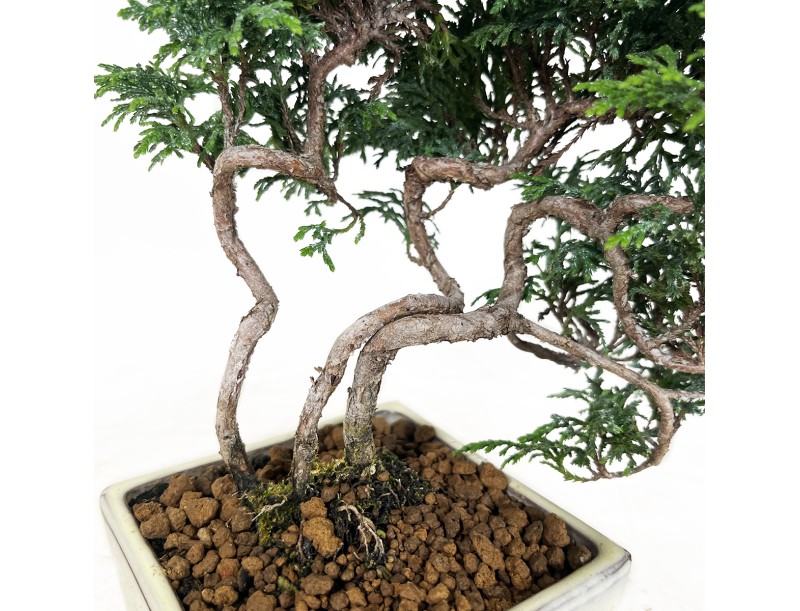 Chamaecyparis obtusa - 23 cm