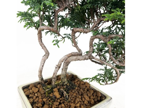 Chamaecyparis obtusa - Falso cipresso - 23 cm