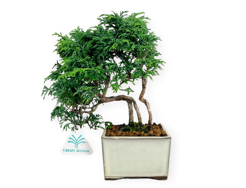 Chamaecyparis obtusa - 23 cm